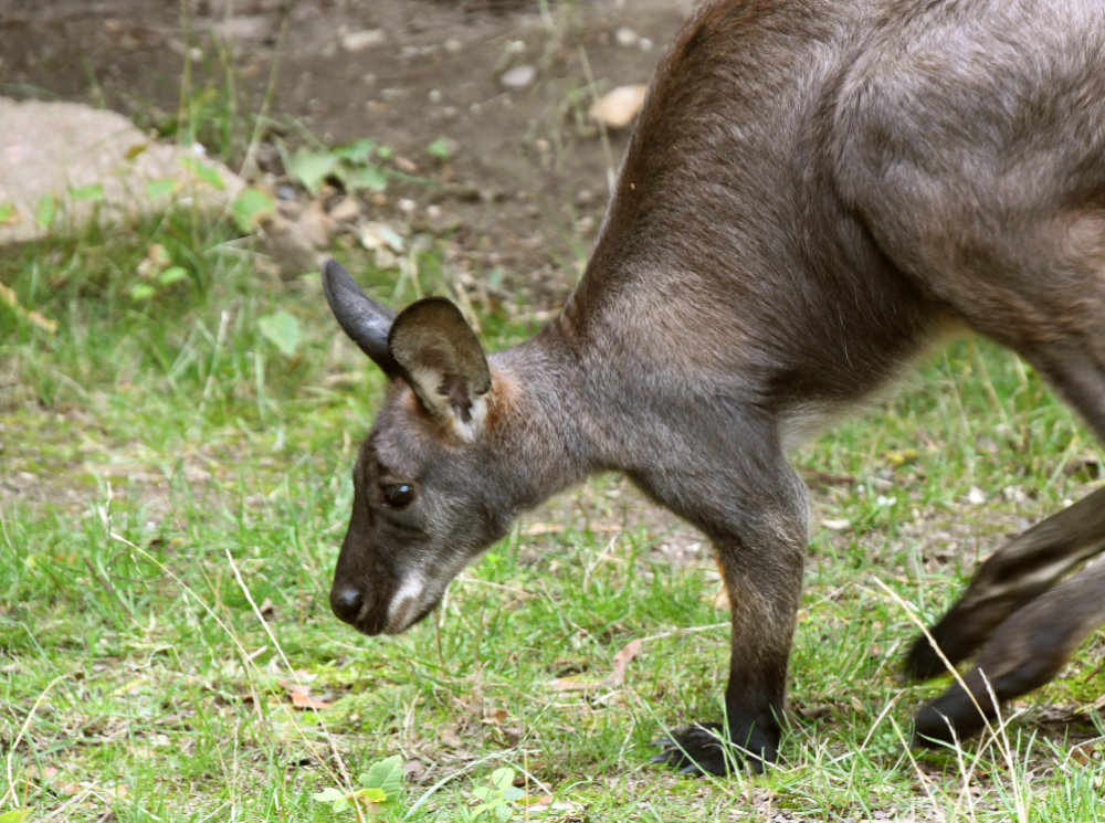 Bergzoo Halle: Bergkänguru