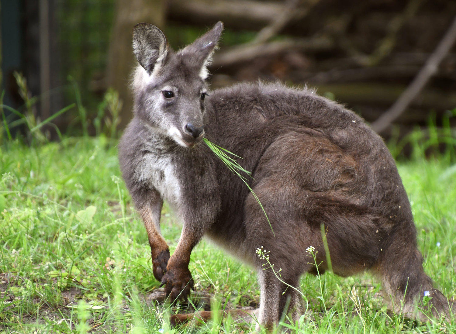 Bergzoo Halle: Bergkänguru