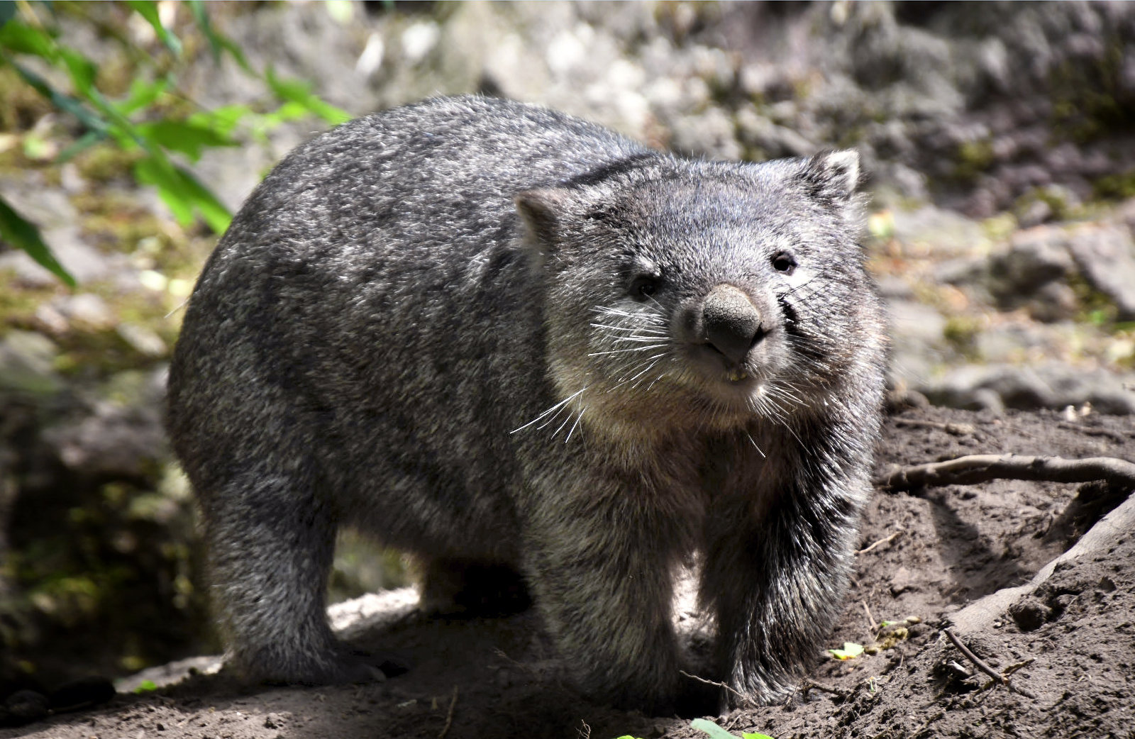 Bergzoo Halle: