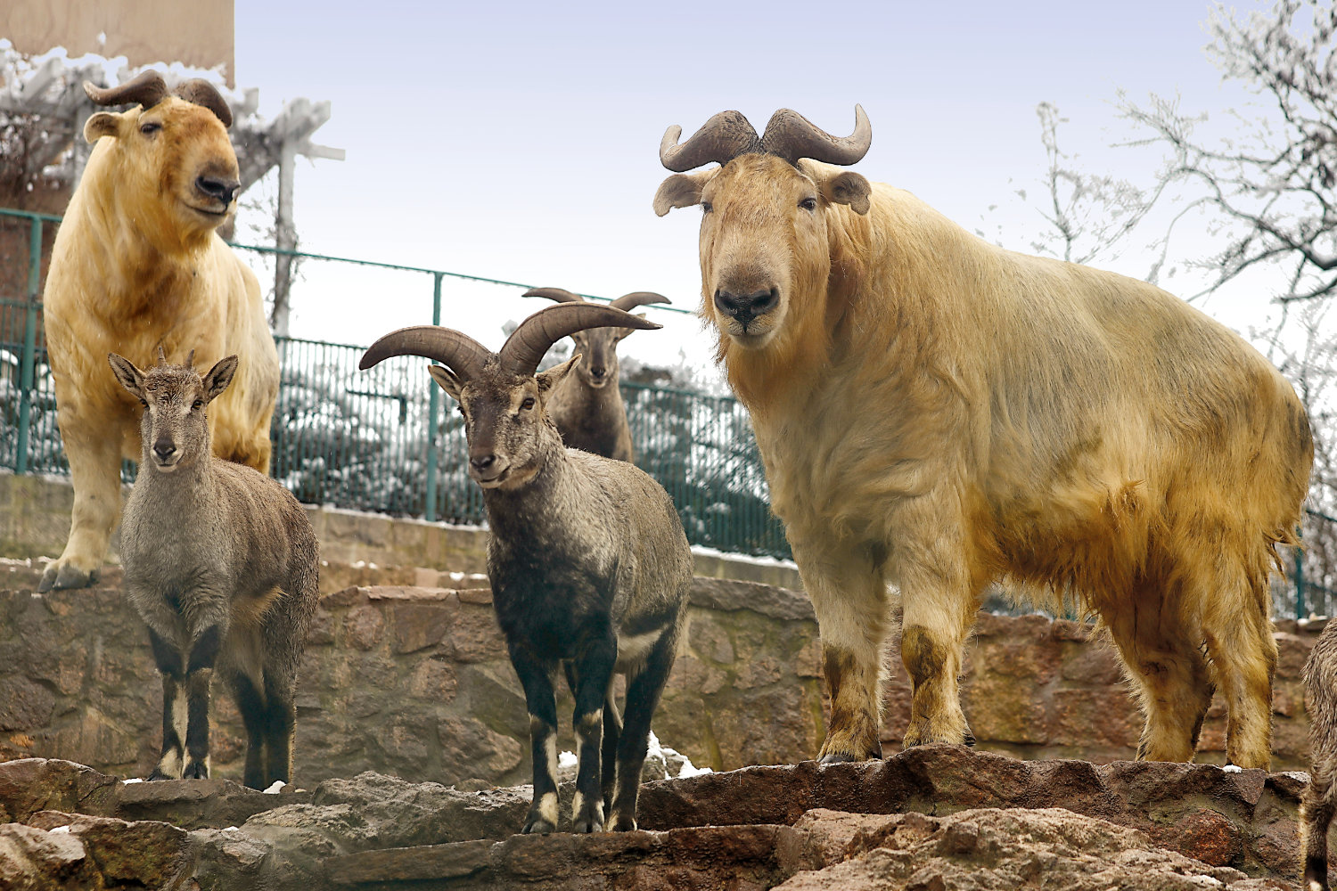 Bergzoo Halle: Goldtakine und Blauschafe