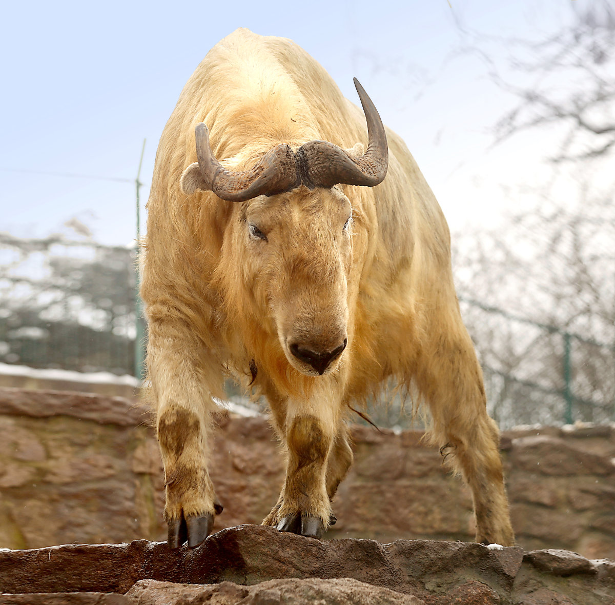 Bergzoo Halle: Goldtakin