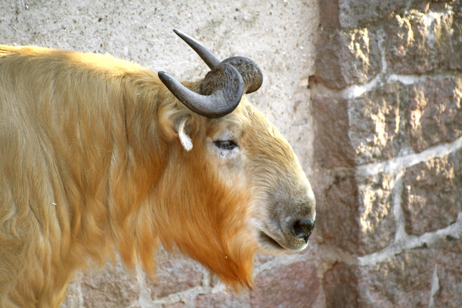 Bergzoo Halle: Goldtakin