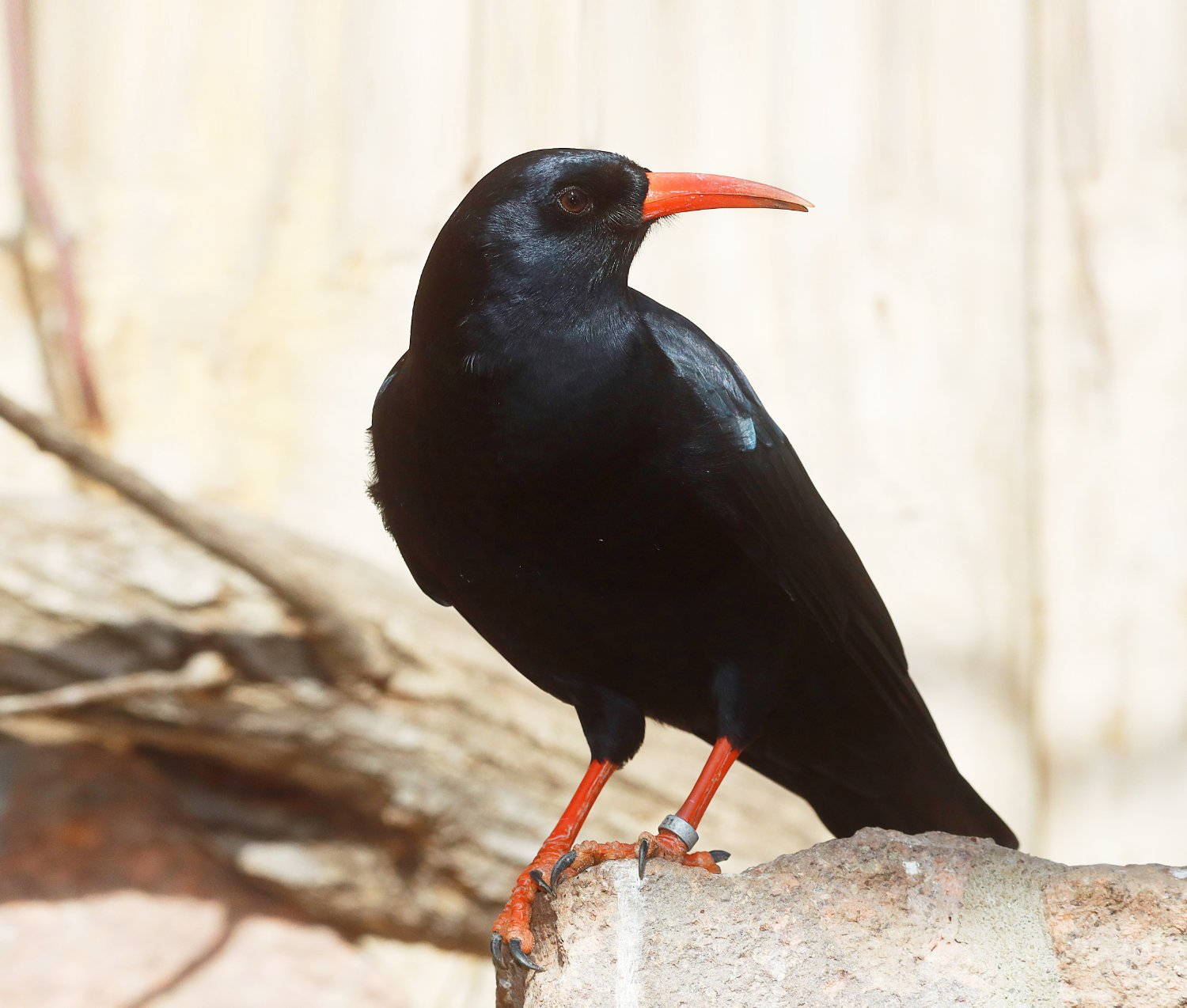 Bergzoo Halle: Alpenkrähe