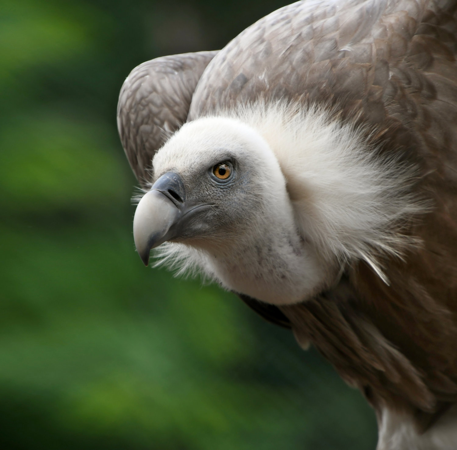 Bergzoo Halle: Gänsegeier