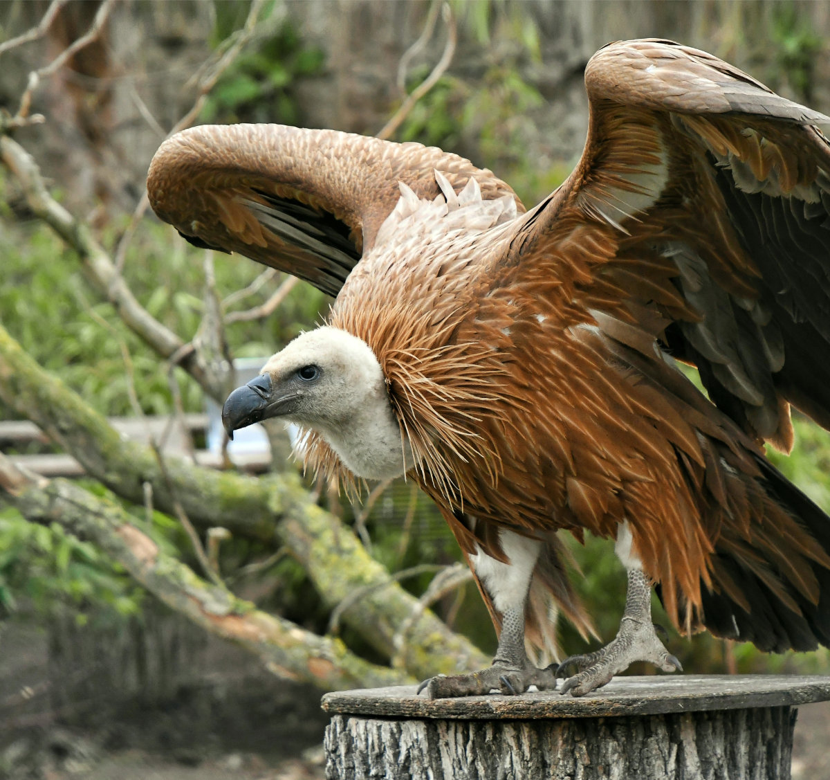 Bergzoo Halle: Gänsegeier