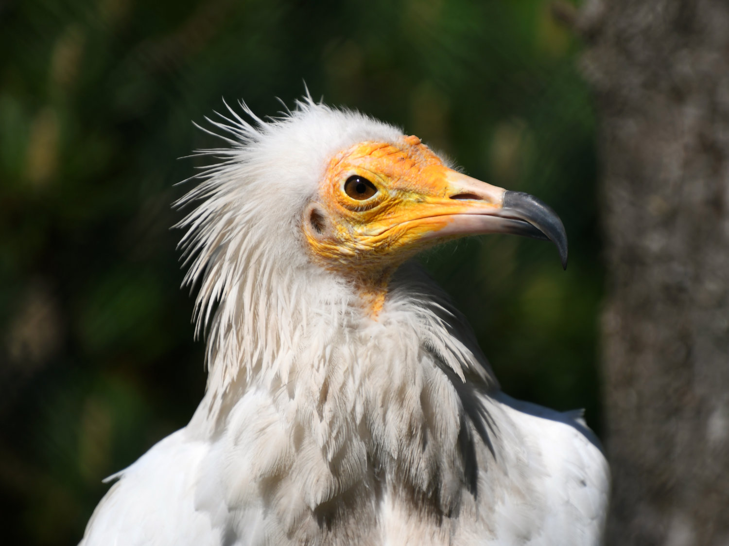 Bergzoo Halle: Schmutzgeier