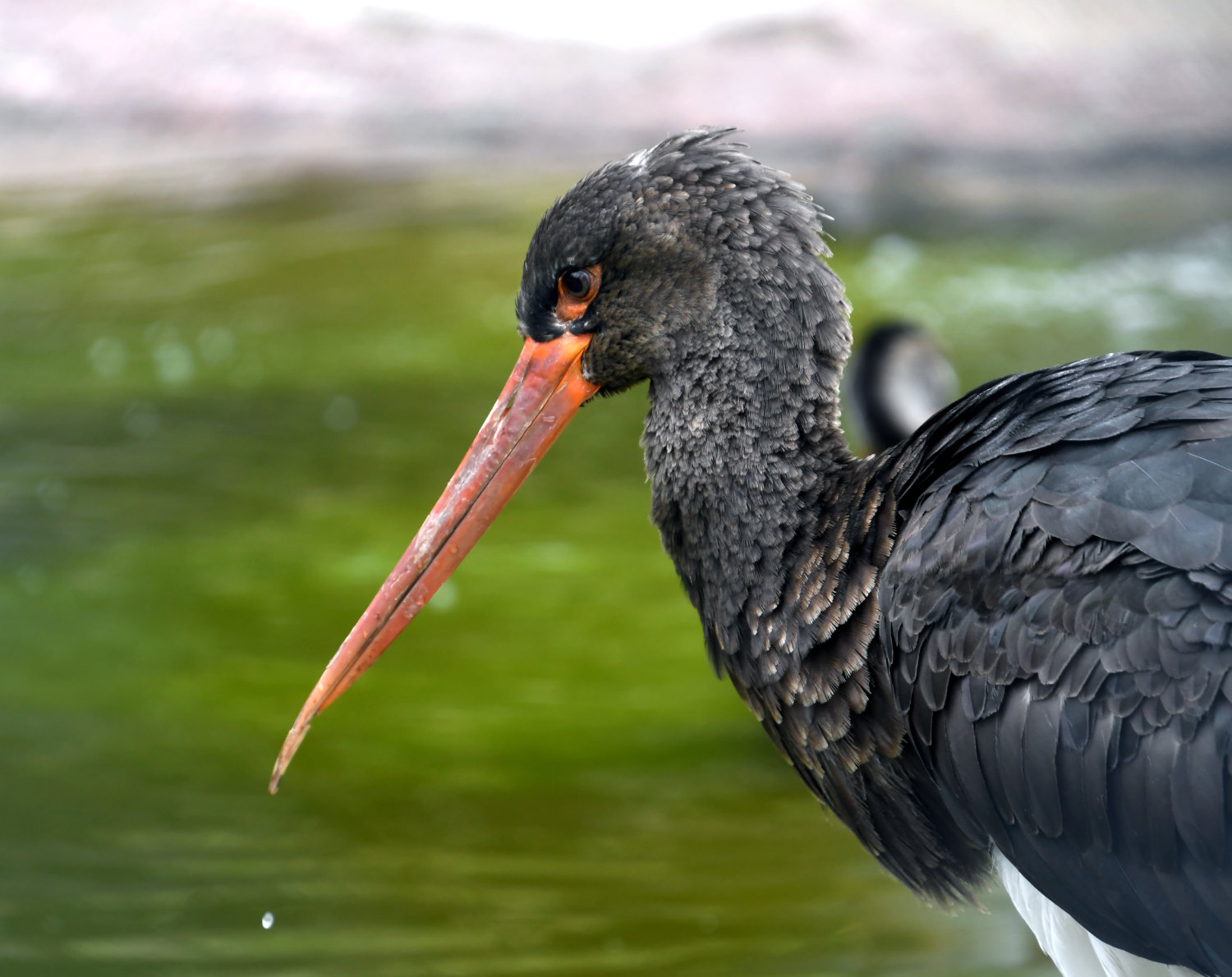 Bergzoo Halle: Schwarzstorch