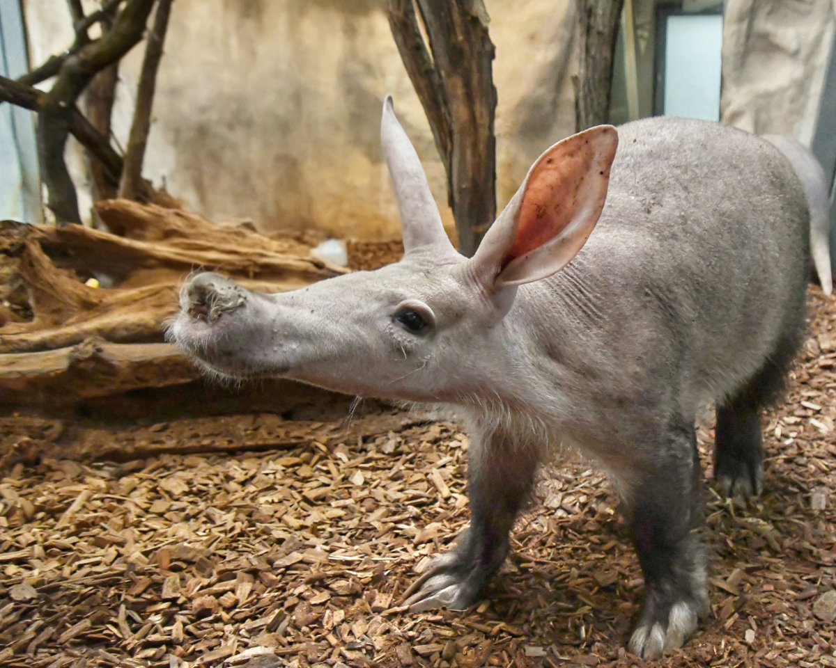 Bergzoo Halle: Erdferkel