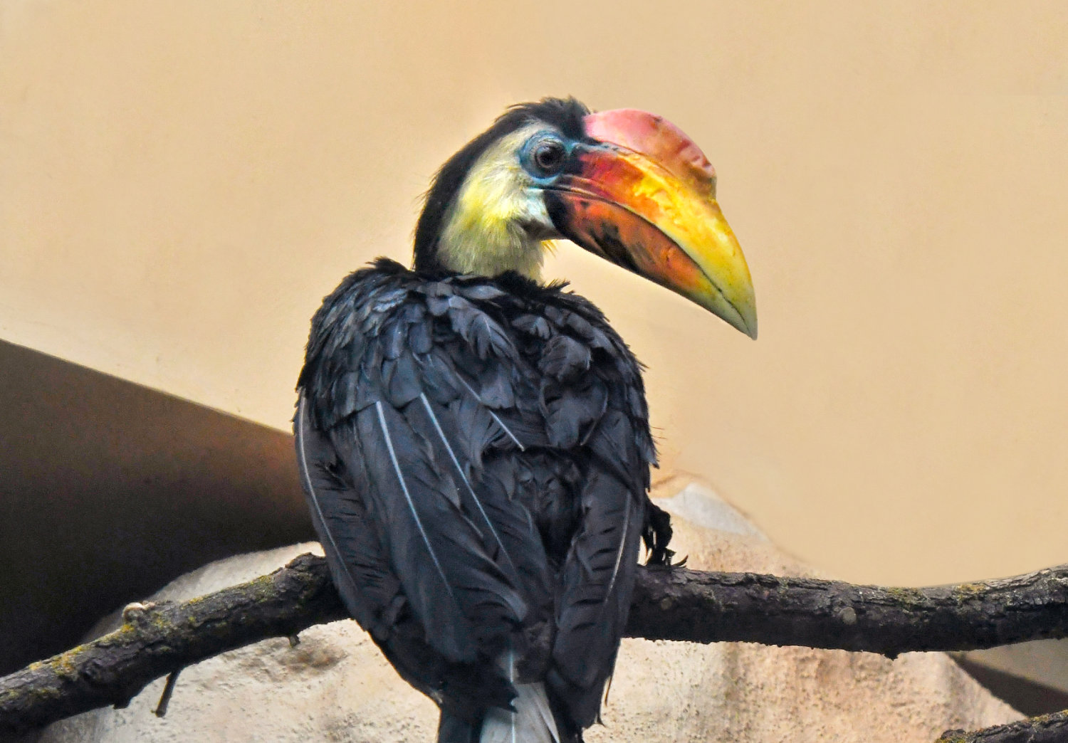 Bergzoo Halle: Hornrabe