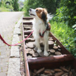 Bergzoo Halle: Hundeerlebnispfad