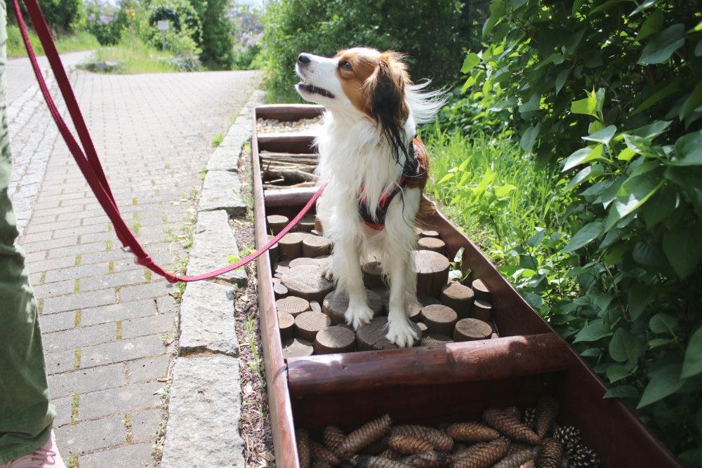 Bergzoo Halle: Hundeerlebnispfad