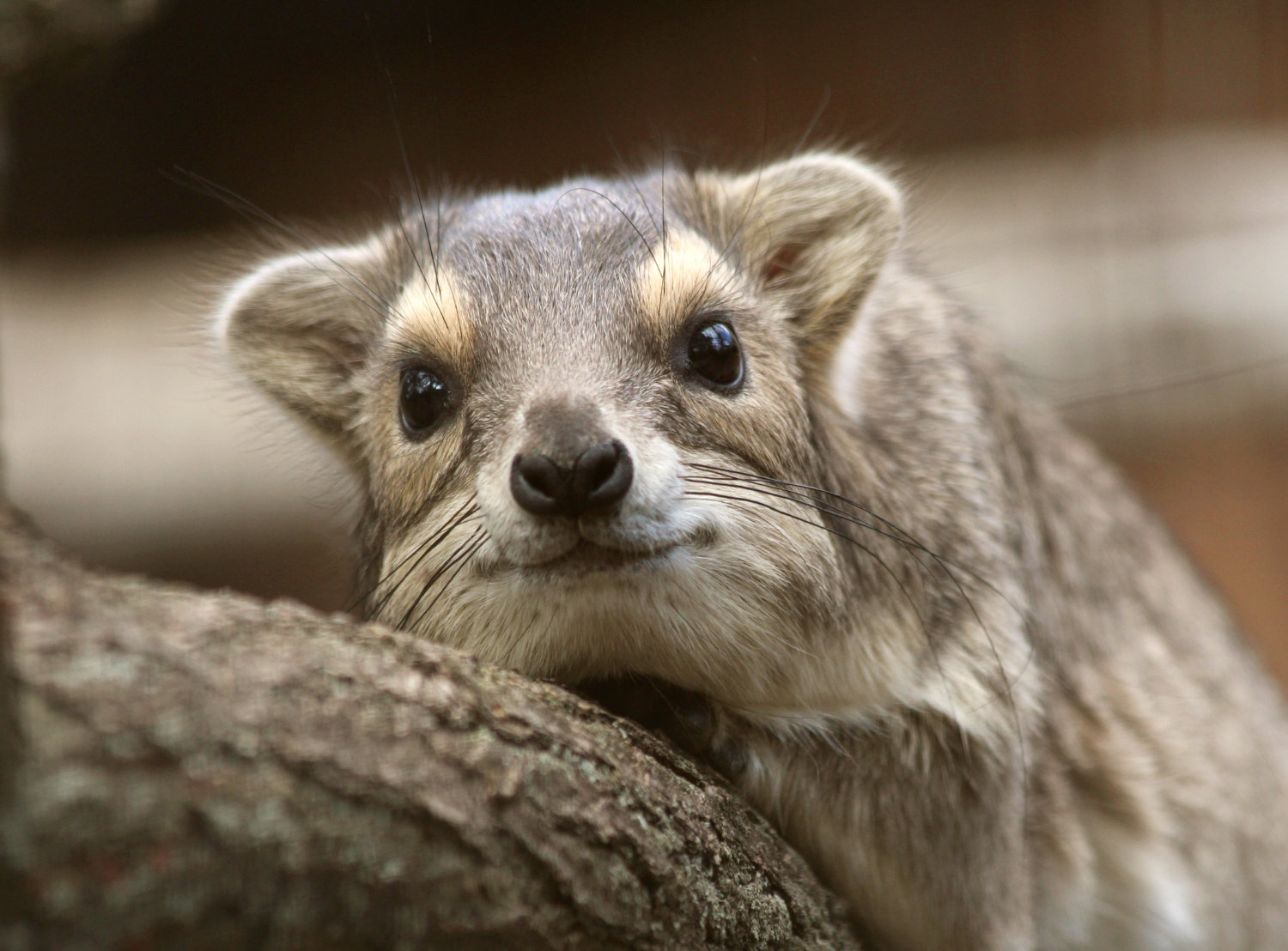 Bergzoo Halle: Buschschliefer