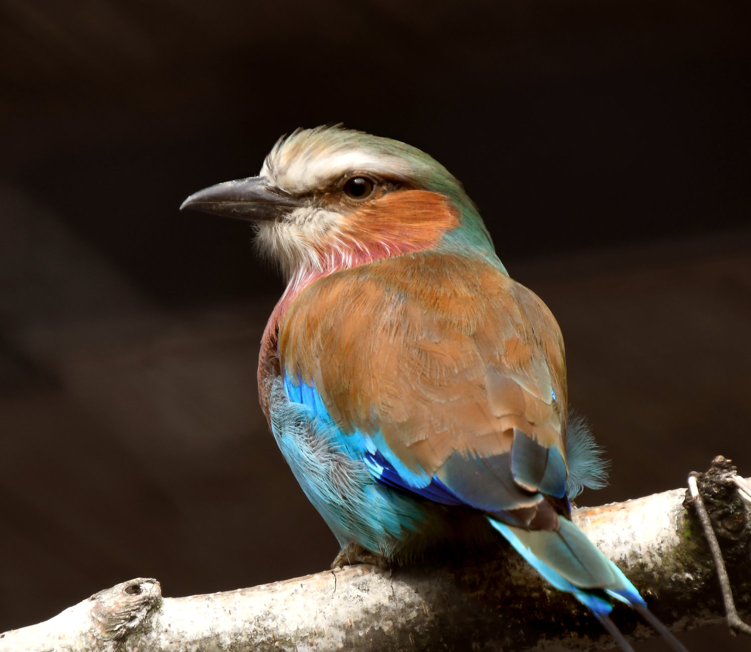Bergzoo Halle: Gabelracke