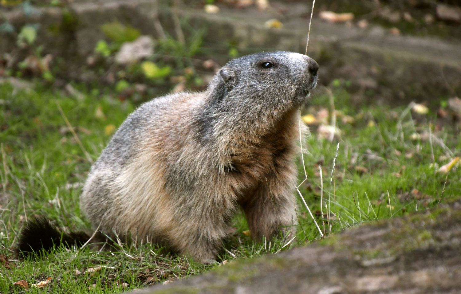 Bergzoo Halle: Murmeltiere