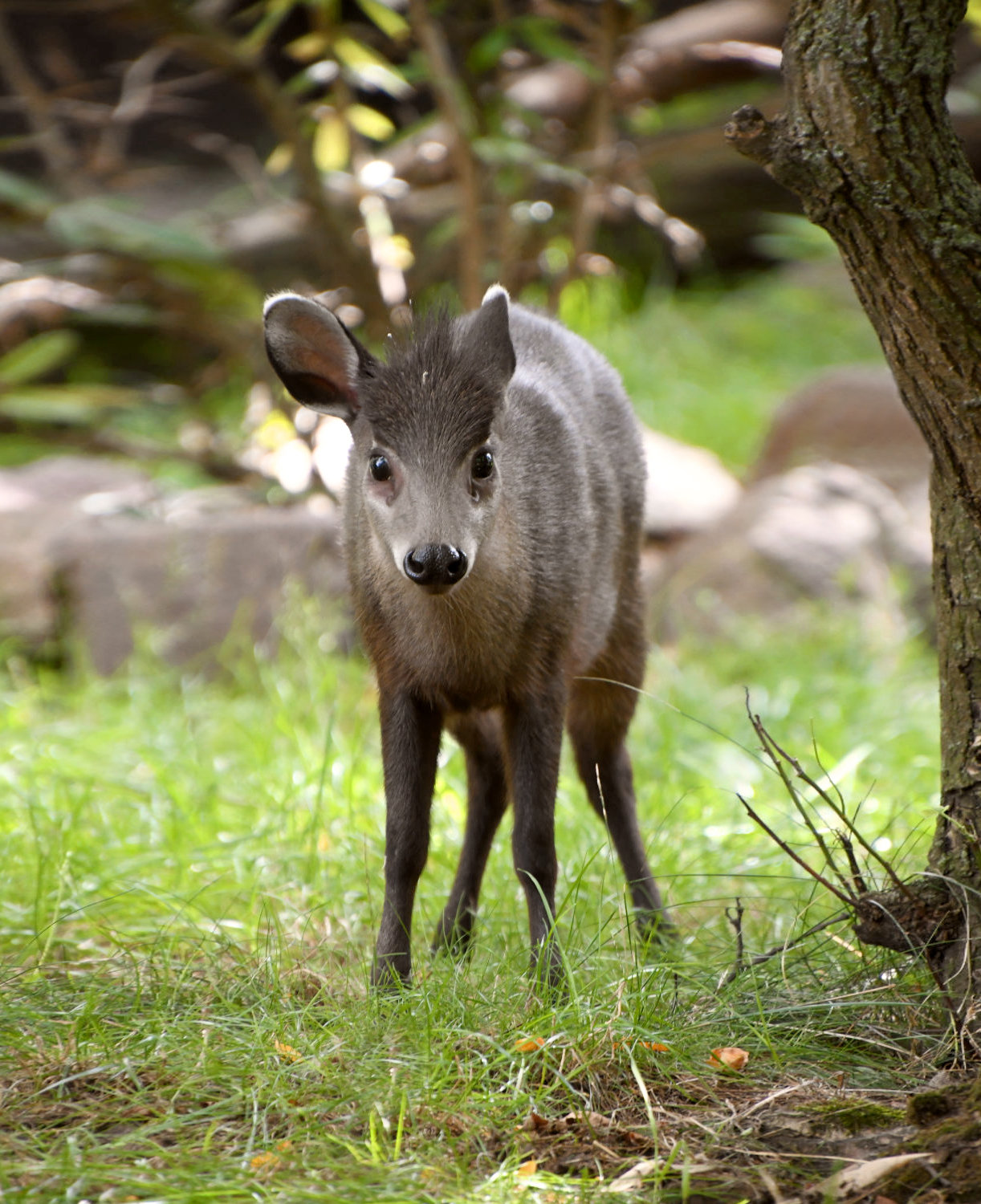 Bergzoo Halle: Schopfhirsch