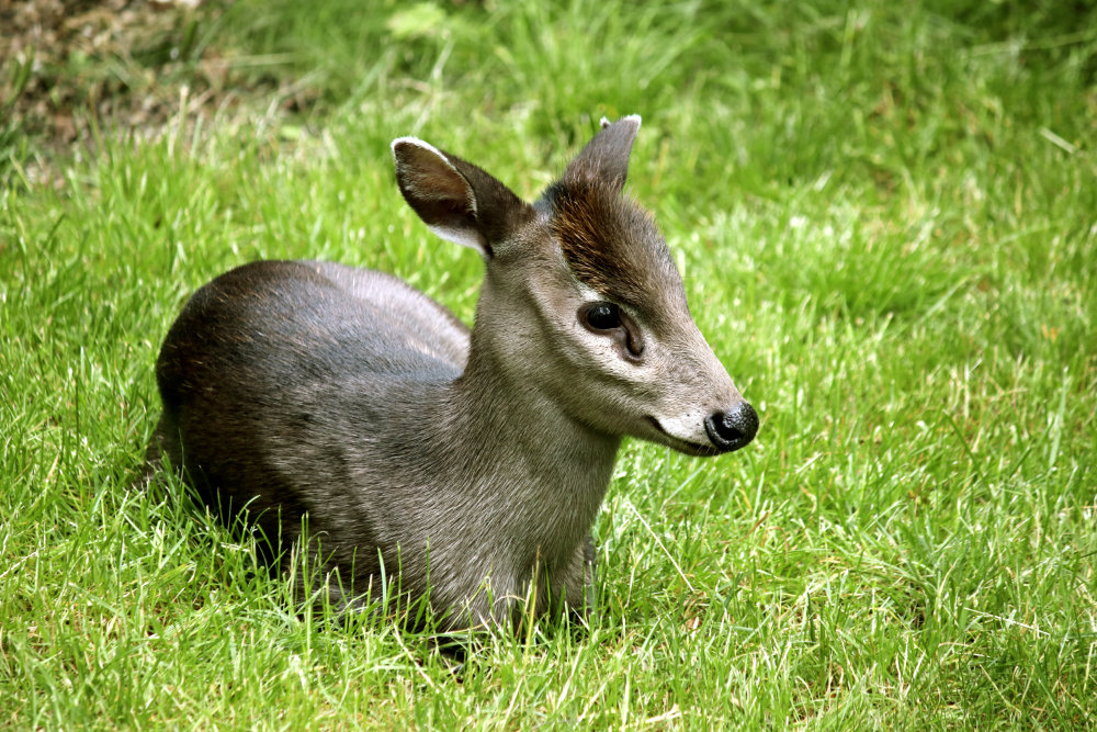 Bergzoo Halle: Schopfhirsch