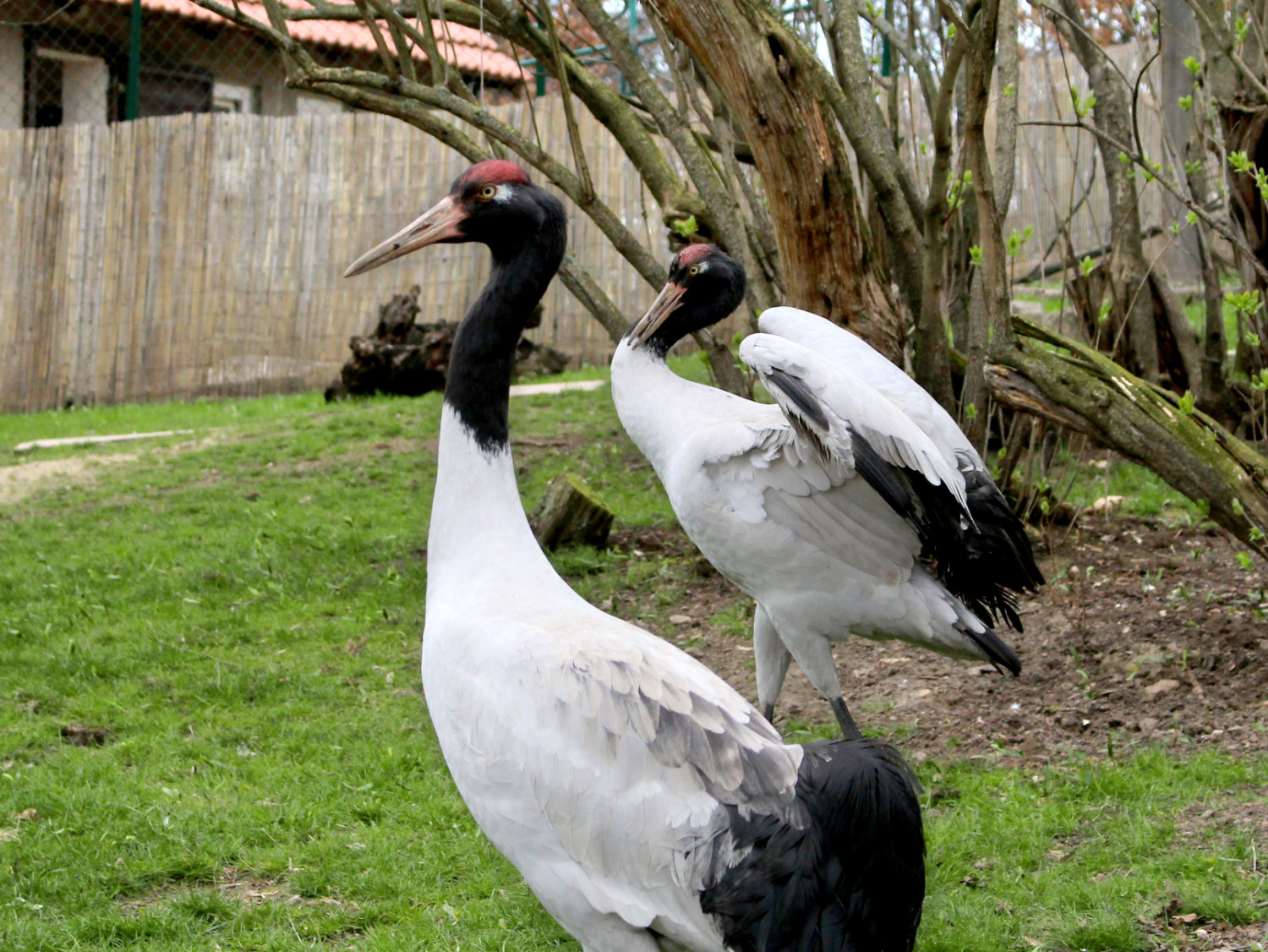 Bergzoo Halle: Schwarzkraniche