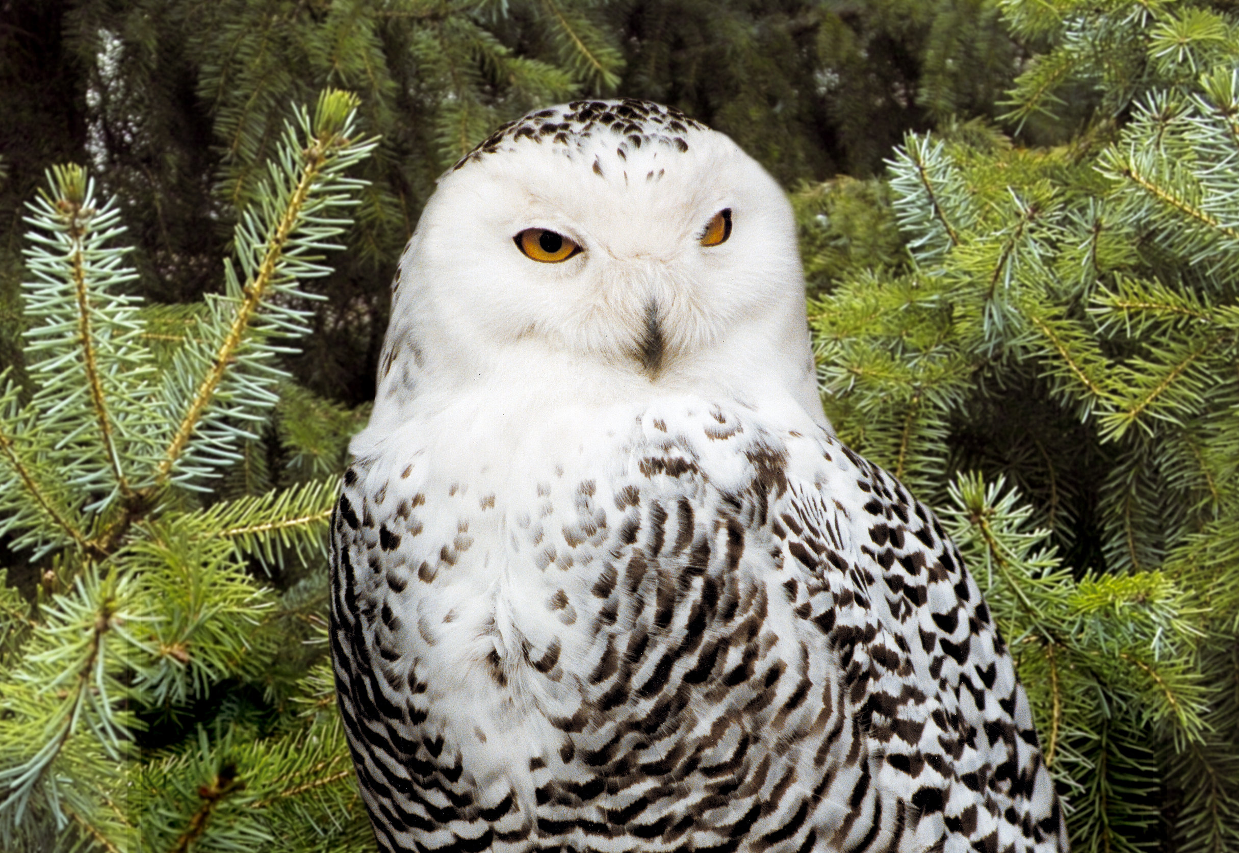 Bergzoo Halle: Schneeeule