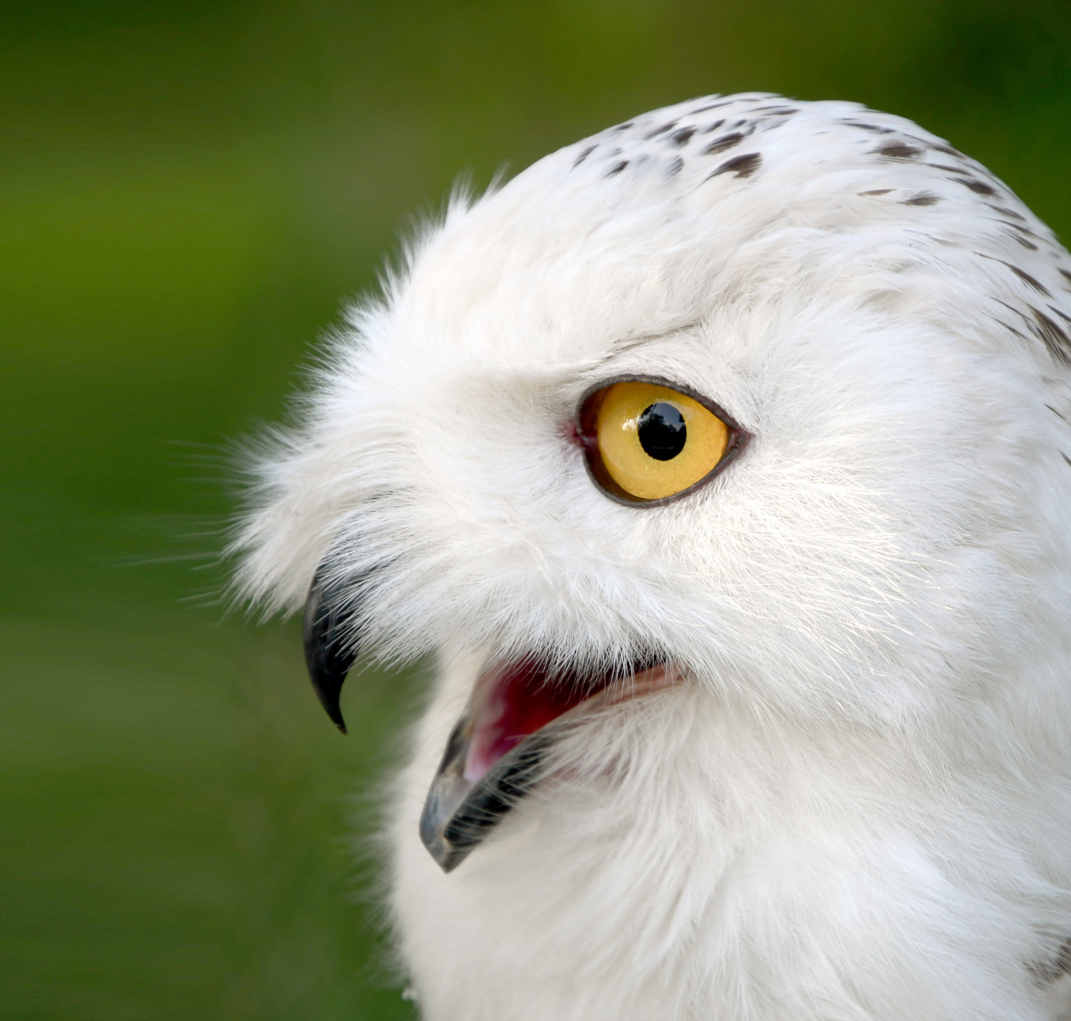 Bergzoo Halle: Schneeeule