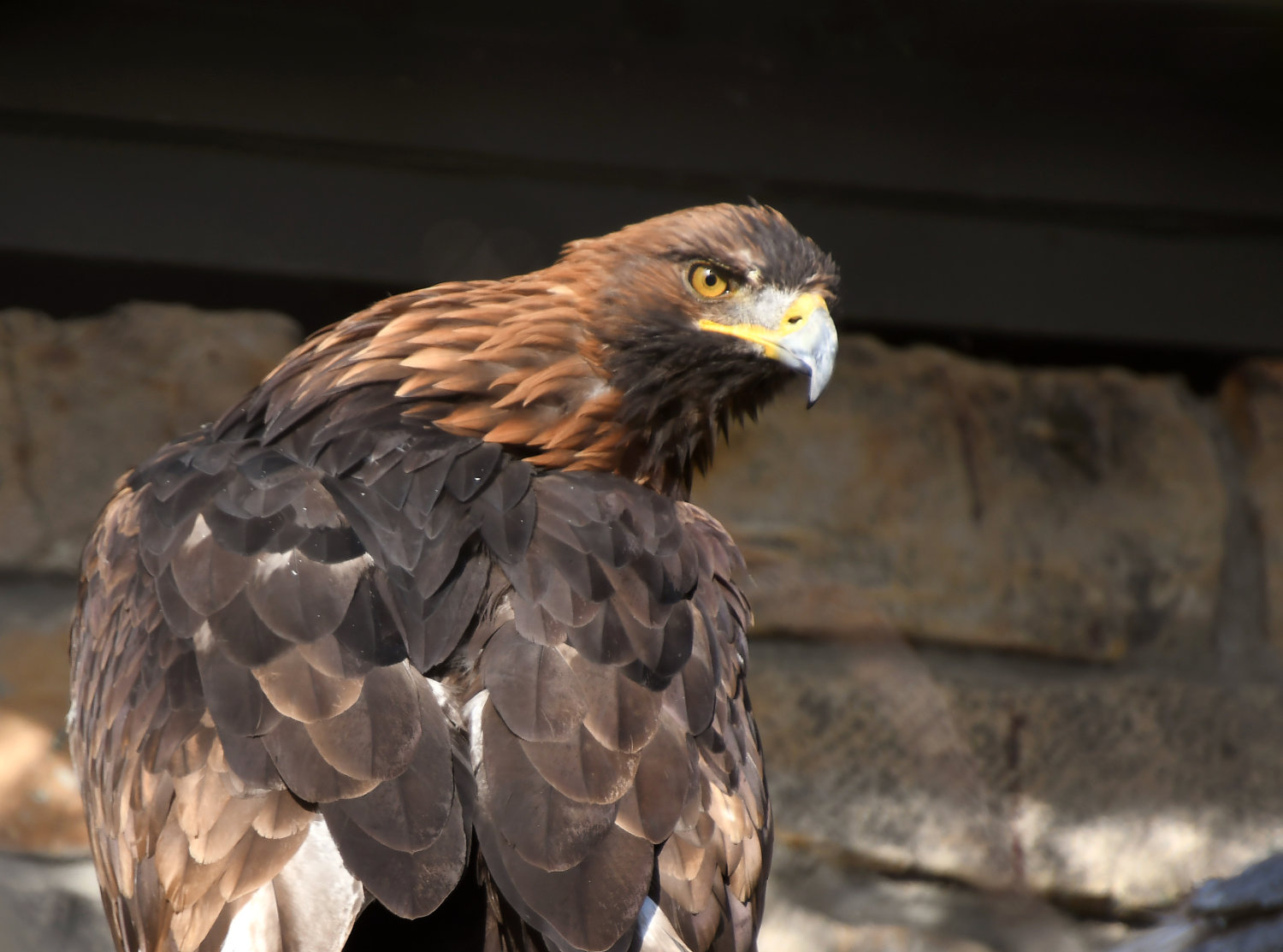 Bergzoo Halle: Steinadler