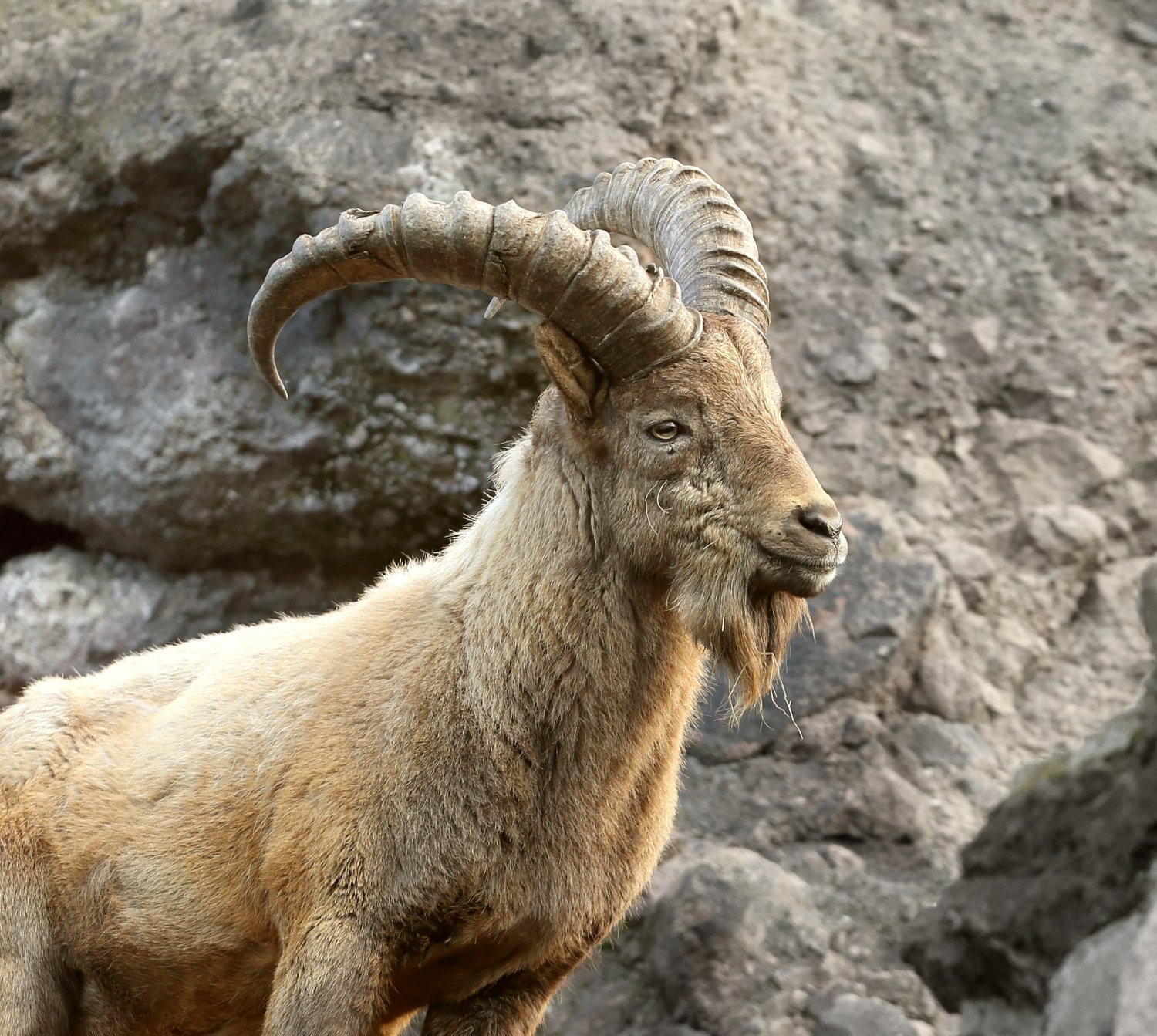 Bergzoo Halle: Steinböcke