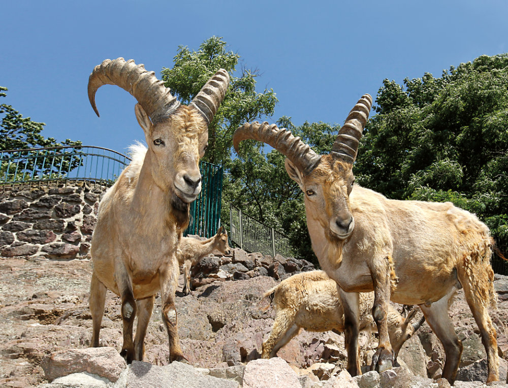 Bergzoo Halle: Steinböcke