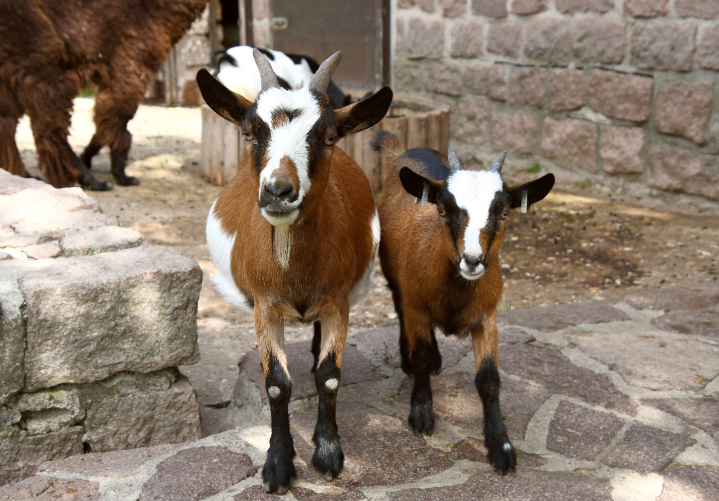 Bergzoo Halle: Streichgehege