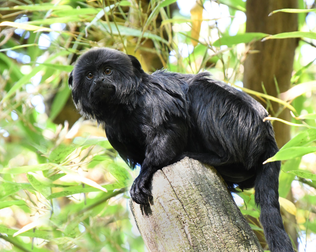 Bergzoo Halle: Springtamarin