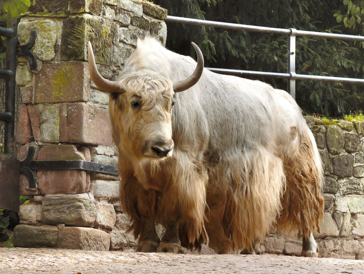 Bergzoo Halle: Yaks