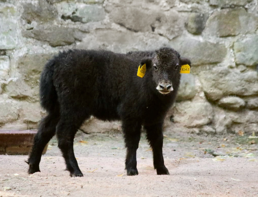 Bergzoo Halle: Yaks