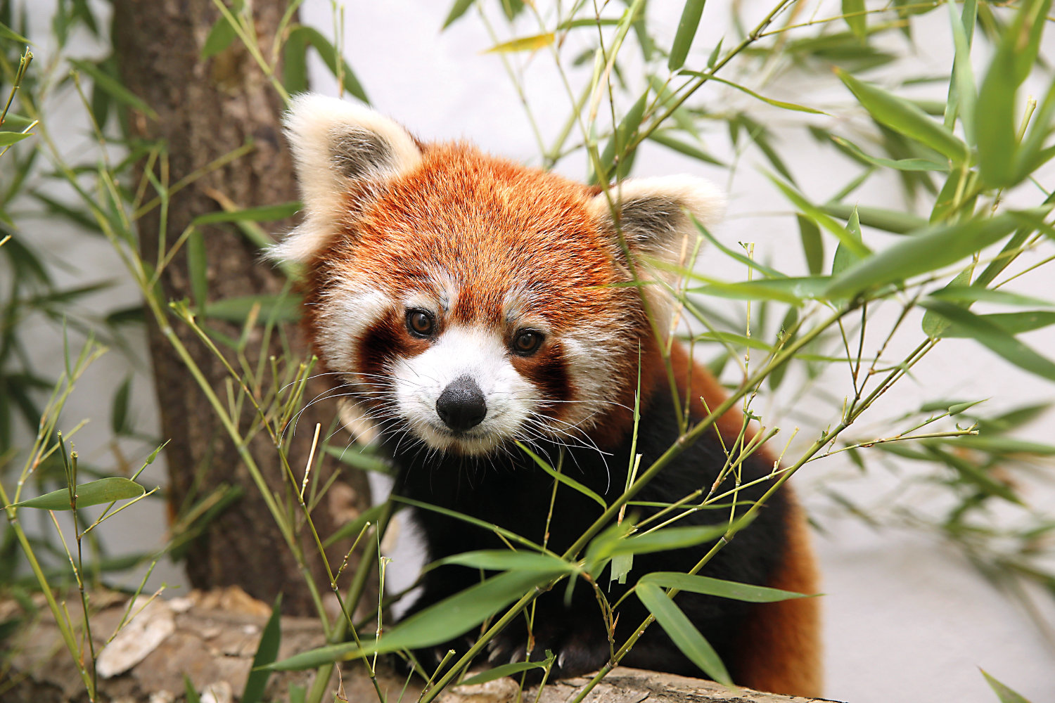 Bergzoo Halle: Roter Panda 