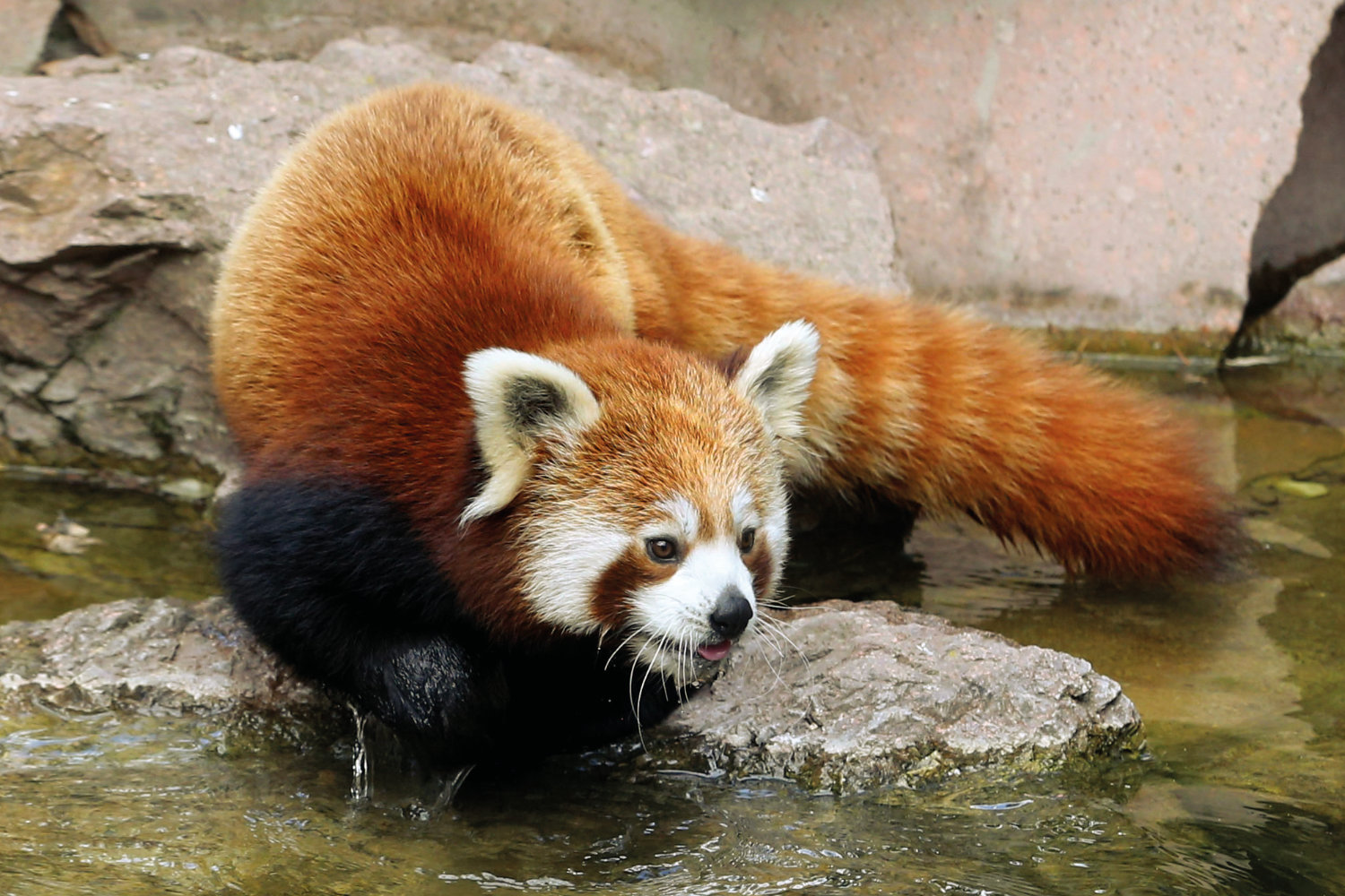 Bergzoo Halle: Roter Panda