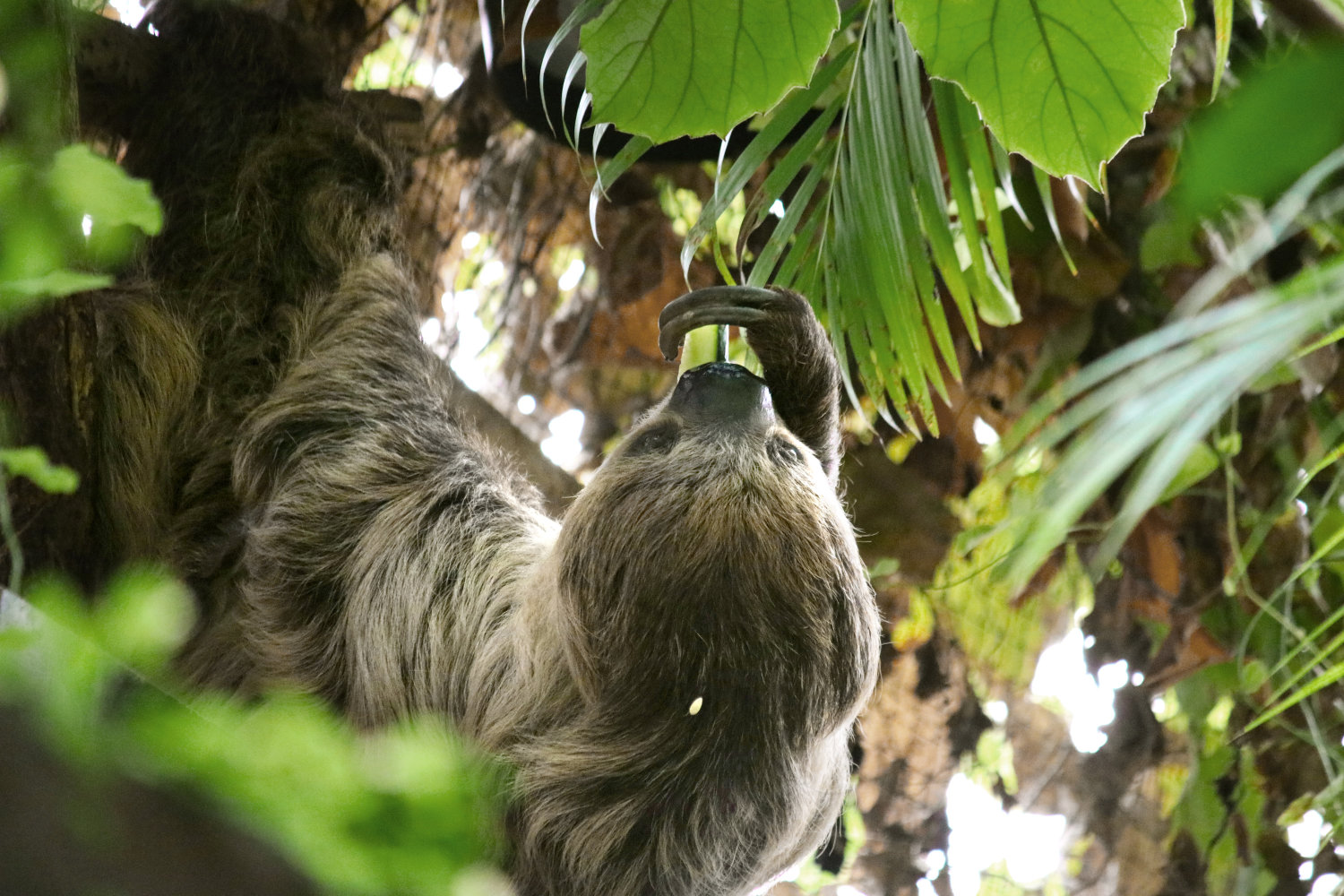 Artenschutz im Bergzoo Halle: Faultier
