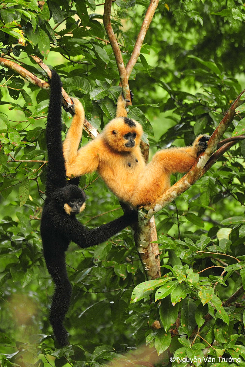 Artenschutz im Bergzoo Halle: Gelbwangengibbon