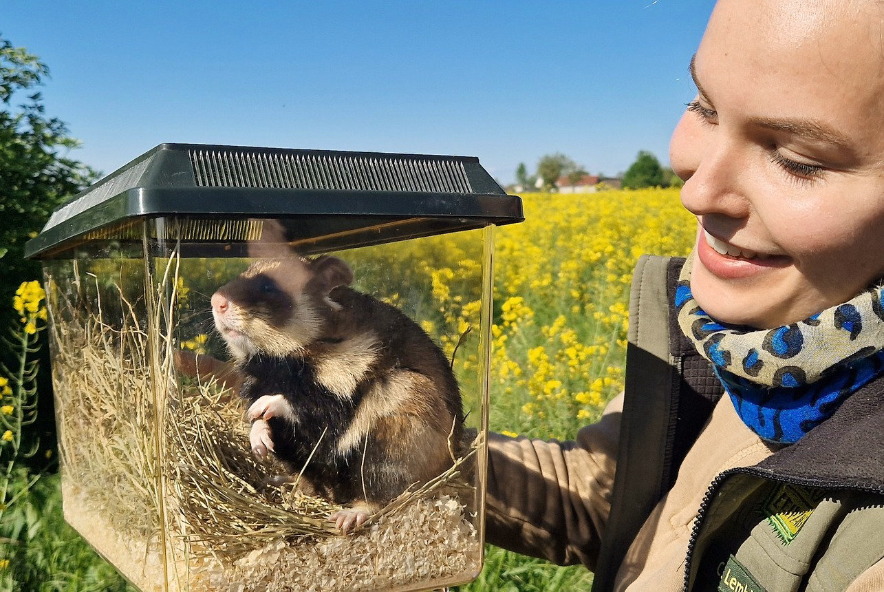 Artenschutz im Bergzoo Halle: Feldhamster