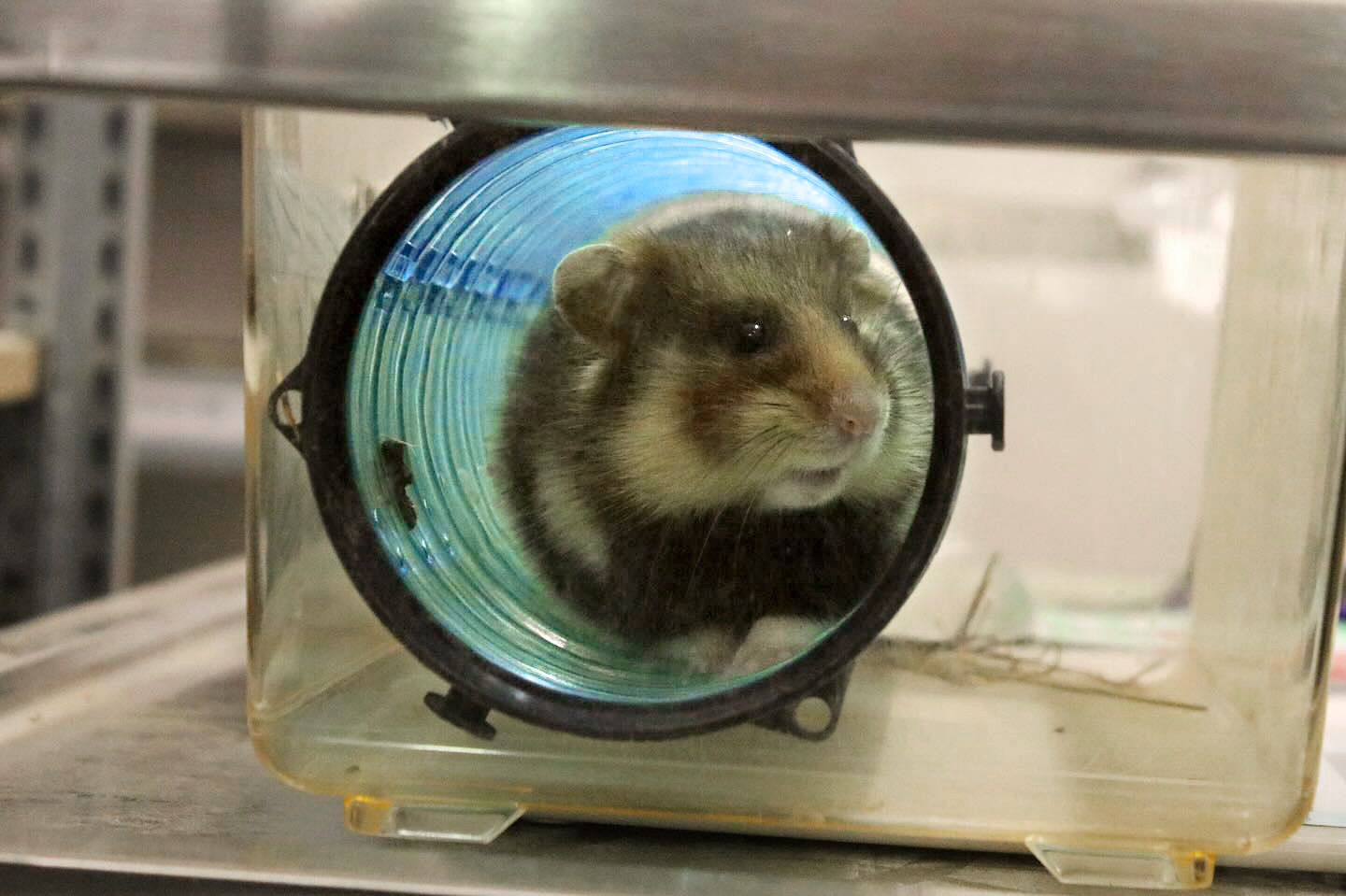 Artenschutz im Bergzoo Halle: Feldhamster