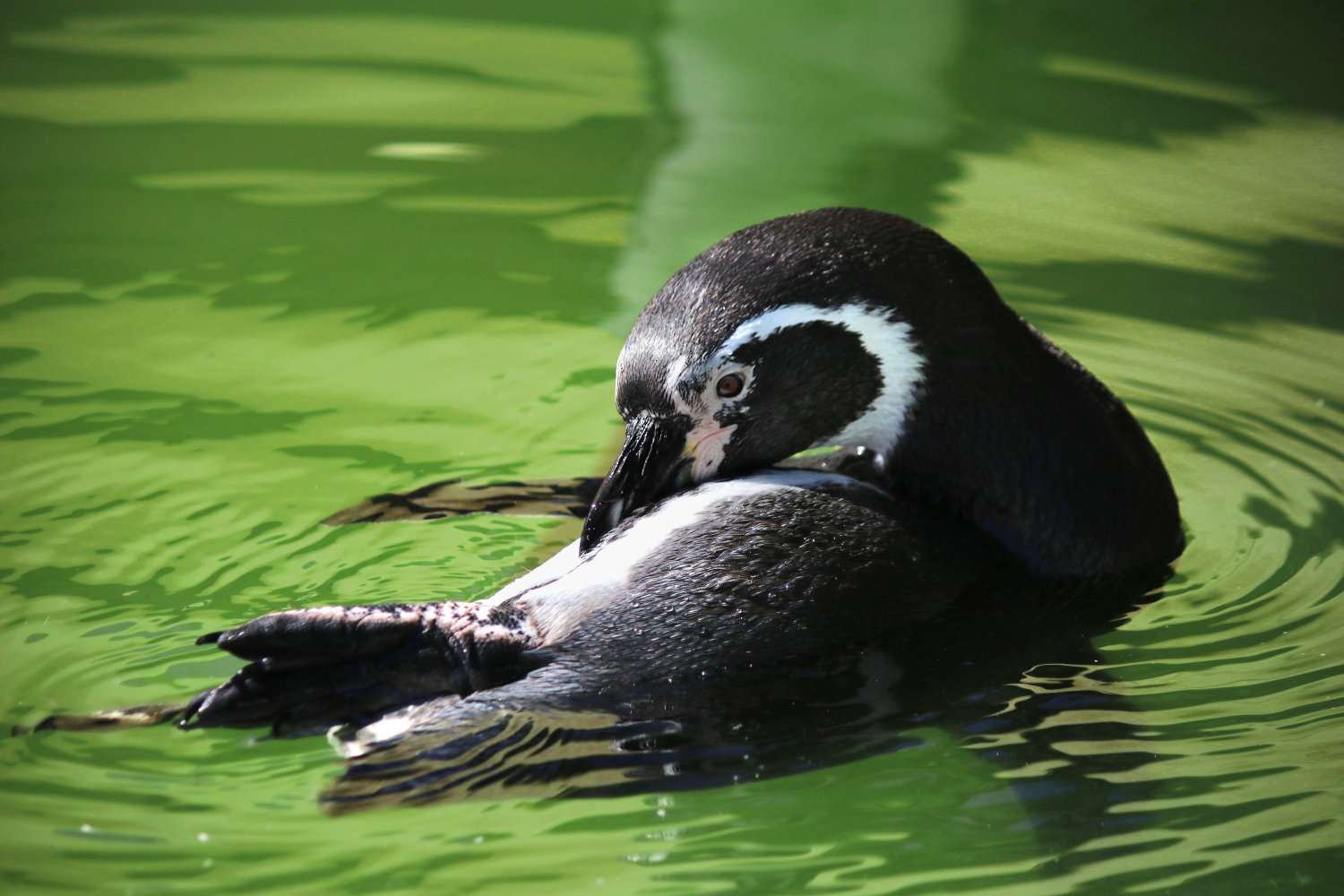 Artenschutz im Bergzoo Halle: Pinguine
