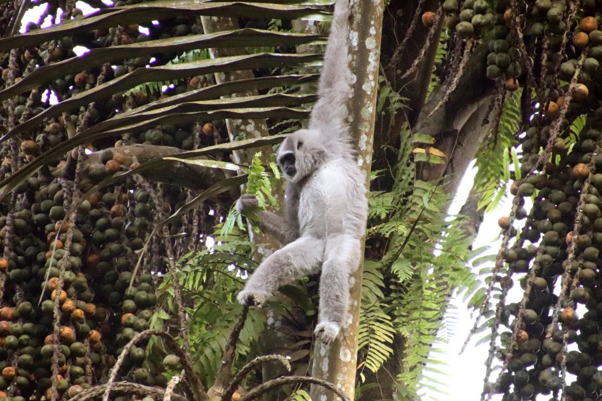 Artenschutz im Bergzoo Halle Silbergibbon