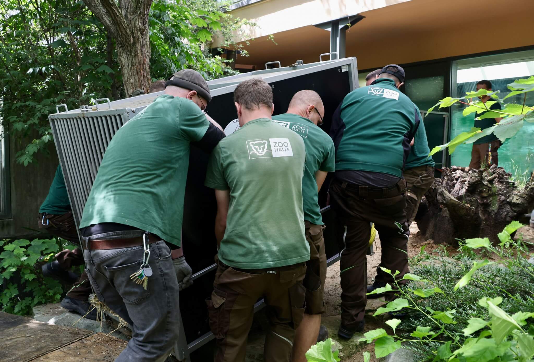 Begzoo Halle: Ankunft der Berberlöwen