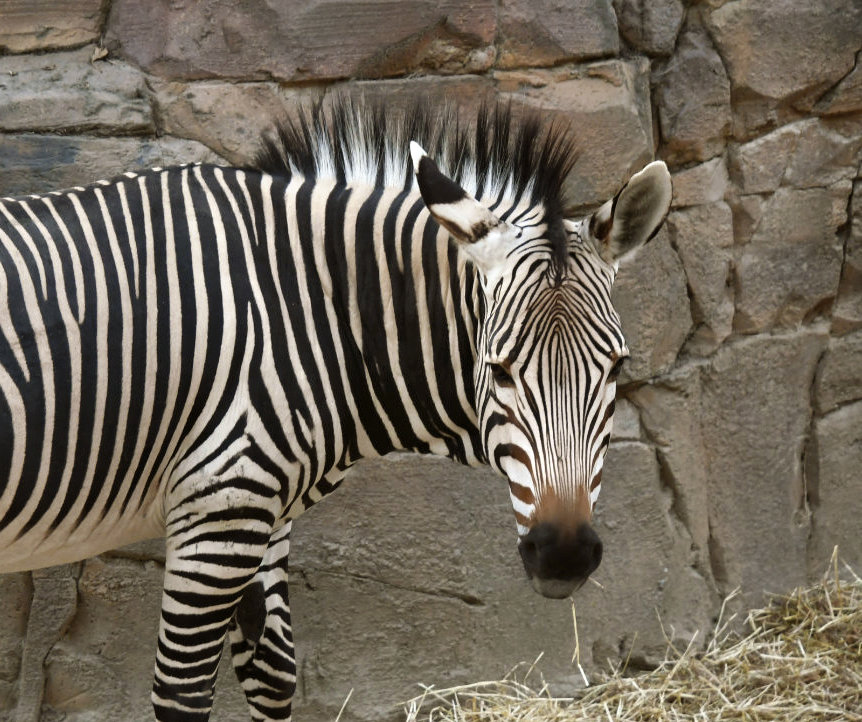 Bergzoo Halle: Bergzebra