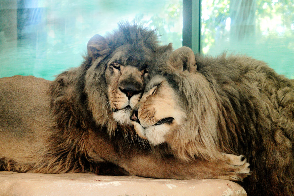Bergzoo Halle: BEérber-Löwen