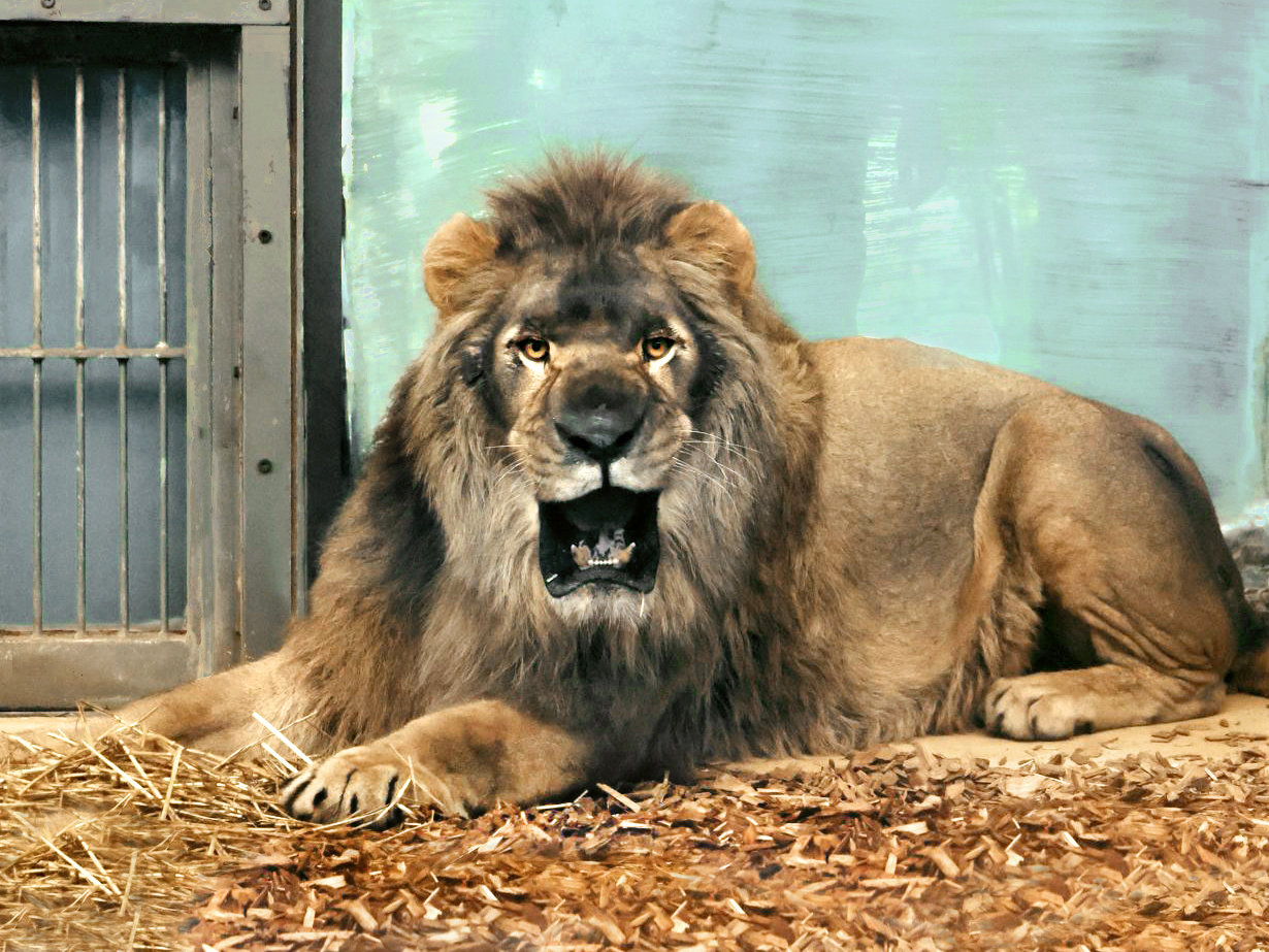 Bergzoo Halle: Nördliche Löwen
