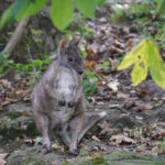 Parmawallaby