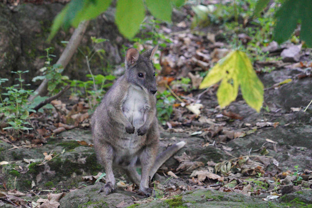 Parmawallaby