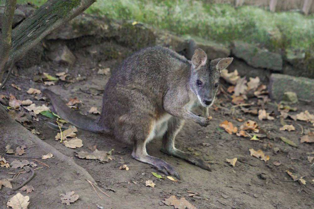 Parmawallaby