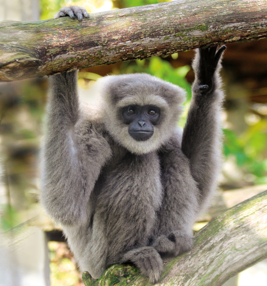 Silbergibbon
